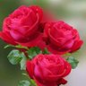 🇰🇼 المزيون profil fotoğrafı