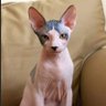 Канадский сфинкс's profile picture