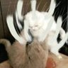 Alane, Erk profil fotoğrafı