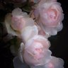 Фото профиля Samer 72