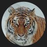 安西教练's profile picture