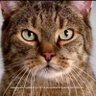 king cat 的头像