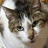 Profilbild von とから始まる不思議な生き物