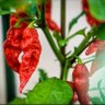 Фото профиля GreenTree_Gaming