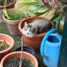 Lola Cossio's profile picture
