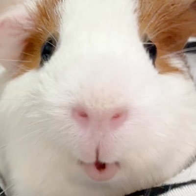 hamkongmong's profile picture