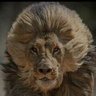 Collin Morgan's profile picture