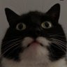 Profilbild von Chanceler Koala