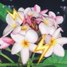 Фото профиля shiho♥️iLYs