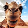 K's profile picture