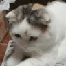 Фото профиля 山猫 😺