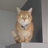ãŸããŽãã«ãã's profile picture