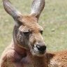 すーさん🦘カラカサ's profile picture