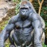 Фото профиля Kong