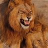 نايف's profile picture