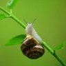 kepiting alaska profil fotoğrafı