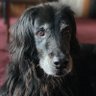Lennonthedog 的头像