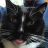 Steve Buckingham's profile picture