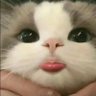 Profilbild von māomao 😼 o.o!!