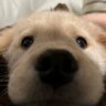 小林子's profile picture