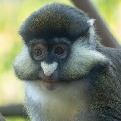 MOSET's profile picture