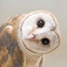 Vieille Chouette profil fotoğrafı