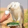 awadh profil fotoğrafı