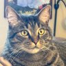 niko's profile picture