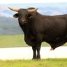 Dont Bull ish the Republic's profile picture