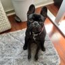 Bad Perrito 🇵🇷 profil fotoğrafı