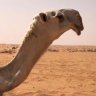 عــبــدالله الــعـمــرـي's profile picture