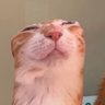 mous's profile picture
