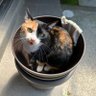 kami miki's profile picture