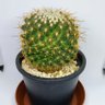サボテン🌵 的头像