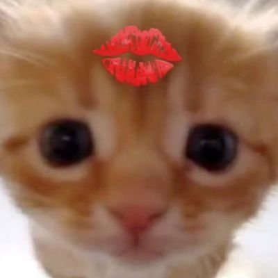 사르르's profile picture