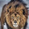 Pradipsinh Solanki's profile picture