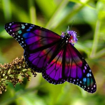 butterfly world 🦋's profile picture