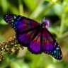 butterfly world 🦋's profile picture