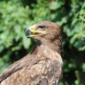 raptor profil fotoğrafı