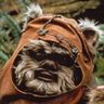 Ewok Caníbal's profile picture