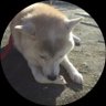 🐰うさ🐰 profil fotoğrafı