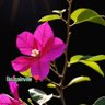 Фото профиля CAN CEVDET