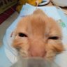 Huy Cao Hồng Hù🐦😐's profile picture