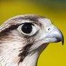 haytham's profile picture