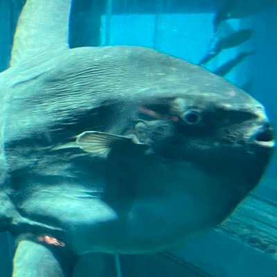 konabananainko's profile picture