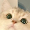 Silly Kitty Daily 的头像