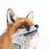 Profilbild von Raposão do Ártico 🦊
