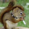 Rick Squirrel's profile picture