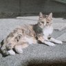 デビちゃん profil fotoğrafı