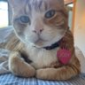 Grover's profile picture